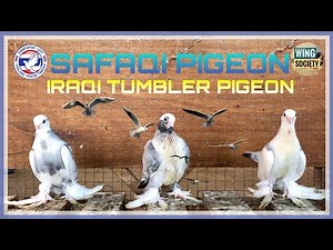 IRAQI TUMBLER - SAFAQI || RARE BREED by CHANYAPHAT LOFT 🇹🇭 Thailand | 🕊Pigeons