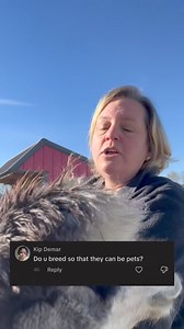 2.6K views · 140 reactions | Why do we breed alpacas? #eagleeyefarmwi #eagleeyefarm #Farmgirlfab #Alpaca #breeding #WisconsinAgriculture | Eagle Eye Farm | Facebook