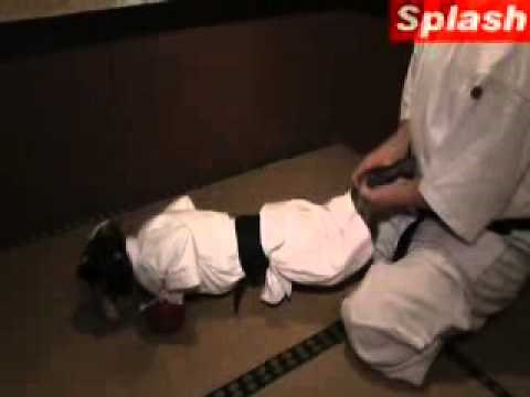 Amazing Karate Monkey