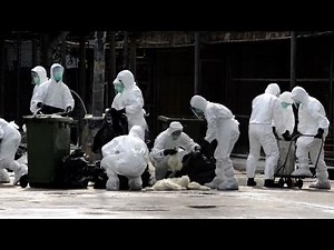 Hong Kong chicken cull begins after H7N9 found