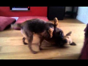 Dog Fight: Irish Terrier vs Border Terrier