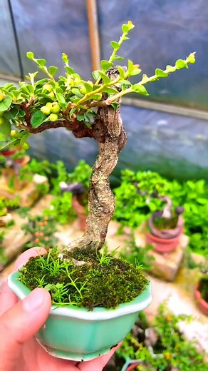 Táo Gai bonsai mini #bonsai #caycanh #bonsaimini | Bonsai Vietnam