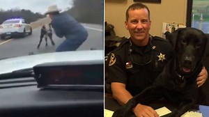 Cowboy Rides Hood of Sheriff's Patrol Car to Lasso Runaway Cow: 'I Said Come On... and Bring Your Rope'