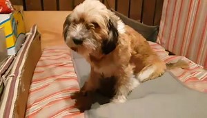 UPDATE/ RESERVED FOR ADOPTION TOMMY HILFIGER 3 YEARS OLD MINI BEARDED COLLIE OF 11 TO 12 KG. STERILIZED AND VACCINATED SUPER FRIENDLY YES FOR KIDS OTHER DOGS AND CATS. | Angel Watch Rescue and Rehome