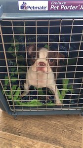 11K views · 21 reactions | American Boston Terrier Rescue & Rehabilitation on Reels | Facebook