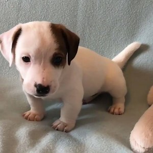 51K views · 946 reactions | Cute Jack Russell puppy! Instagram: @jack_russell_puppies17 | BuzzSharer Jack Russells | Facebook