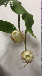 VILTROX JY-710-C1 Wireless LCD Interval Timer Wireless Shutter Release Timer Remote Control for Canon 80D 77D T7i T6i 760D 650D M5 M6, Better Than TC-80N3