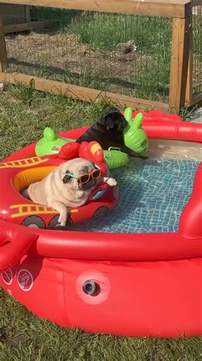 Summer is here | Pug Overload