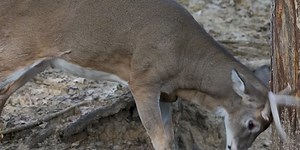 Deer collisions spike during hunting season in Nebraska