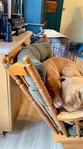 38K views · 1.7K reactions | These dogs are best friends and love to cuddle on the chair; does your dog have a buddy they sleep on top of?  #Dogs #Animals | Animalistic | Facebook