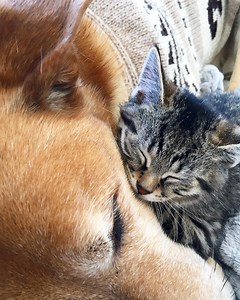 This dog can hand you a tissue. He can bring you a beer. But his proudest achievement: raising more than 75 tiny kittens.🐕🐱🐱🐱🐱🐱 | Daily Record