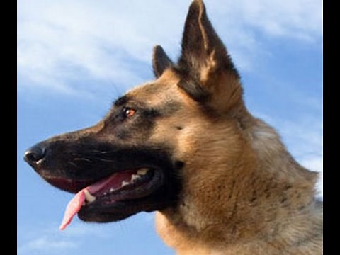 German Shepherd dog symptoms - Sick German Shepherds