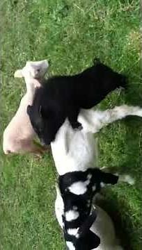 Pig humps goat
