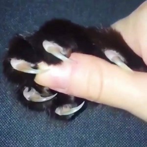 Keep your cat weaponized please. We need them - CAT Planet | CAT Planet