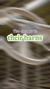 Have you ever looked at a cow on a hot summer's day and wondered,...