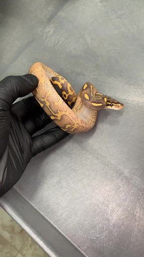 Time flies. This girl is gravid full of eggs now lol. | Ball Pythons 101