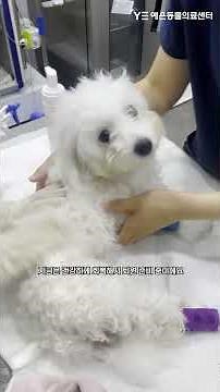 심장병을 극복한 구름이 이야기