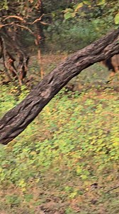 Silver Leaf Group of Hotels on Reels