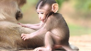 239K views · 105 shares | Take A Look Baby Bobby Is Very Brave, Smart, Challenging, Gentle and Hyper Movement Without Scared. | Lovely Monkey | Facebook