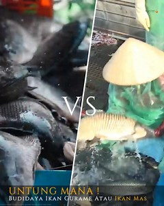118K views · 2.4K reactions | Agrotek | UNTUNG MANA Budidaya Ikan Mas Atau Ikan Gurame #farm #bisnis #viralpage #viralvideo #tanaman #farming #viral #farmer #fypシ #fyp #fypage #fypreelsviral | Agrotek | Facebook
