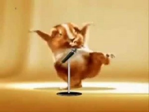 Cute hamster dance funny video