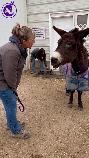 Longhopes Donkey Shelter on Reels