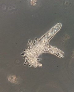 Dr. Hunter on Instagram: "Here is a large amoeba exploring in time lapse. This single cell extends pseudopods to move across the slide. This one is about 1mm in size, so can be seen with a naked eye. Collected from a freshwater pond and Magnified 200x, sped up 6x. #amoeba #protist #microbe #science #microbiology #cell #pondlife #freshwater #protozoa #alien"