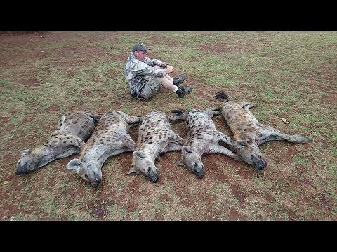 Hyena Hitman takes five in three minutes