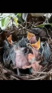 64K views · 971 reactions | Smallest Chick's Struggle for Food in a Challenging Nest | Baby Bird Bites | Facebook