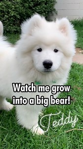 How quickly does a samoyed puppy grow into an adult? Let Teddy the samoyed show you! | Poppet and the Wolf Pack