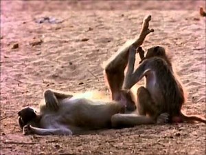 Last Feast of The Crocodiles (Part 2 of 4)