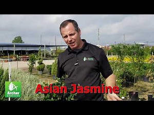 Asian Jasmine - Archer Services