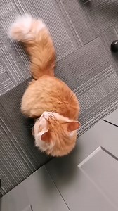 16K views · 1.4K reactions | Compilation of ✨Walter's✨ Meows | Walter the Fan | Facebook