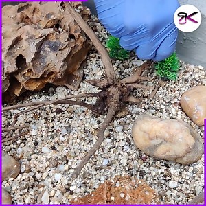 Build a Cozy Turtle Habitat in a Foam Box 🐢✨ #diy #styrofoam #aquarium | RusticKraft