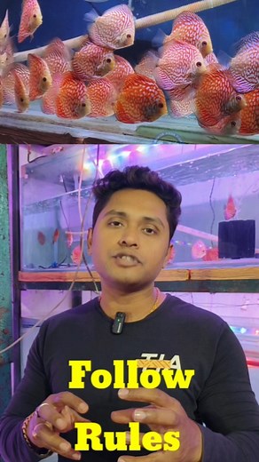 4K views · 85 reactions | Before Keeping #DISCUS #ashokaquafish #fishkeepers #aquariumlife | Ashok-Aqua | Facebook