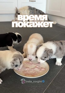 щенки корги: забавный белобрысый малыш и сестра Багира