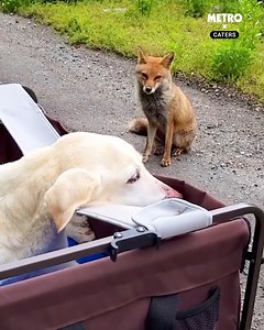 The most adorable of friendships 🐶🥰🦊 | Metro