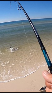 Catching a real beach monster with the Salt Strong F.R.E.D. The Jerk! #fishing #fishingislife #surffishing #beachfishing #beach #beachbum | Bama Beach Bum