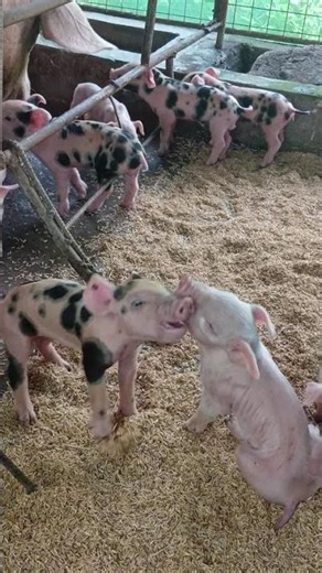 To prevent diarrhea in piglets #pig #piglets #pigfarming #fypシ゚viral #fypage #fypyoutube #fyp