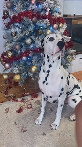 🎄 Don’t you hate feeling like the Grinch when getting the Christmas decorations out? The mess of tinsel, fake snow, and tree needles everywhere BISSELL CrossWave® OmniForce™ Edge, I can clean up to the edge of every corner (yes, even those tricky spots around the Christmas tree! 🎄✨). It tackles wet and dry messes in one go, making post-decorating cleanup a breeze. Fake snow? Spilled hot chocolate? Broken Ornaments!! features I LOVE: ✅ ZeroGap Technology so you can get all the way to the edges.