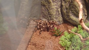La tarantule brésilienne du genou blanc : vidéo de stock (100 % libre de droit) 1087374392 | Shutterstock