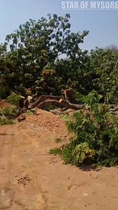 Green Carnage: 45 Heritage Trees Felled Mysuru: In a staggering blow to Mysuru city’s urban ecology, 45 fully grown, shade-giving trees — each more than 50 years old — were felled early this morning to make way for a road-widening project. The mass tree cutting, carried out by the very Government that regularly boasts of greening the city through plantation drives, has left residents and environmentalists stunned. The operation was jointly executed by the Mysuru City Corporation (MCC) and the Fo