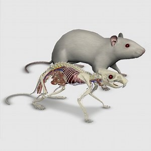 3D Rat Anatomy - Biosphera