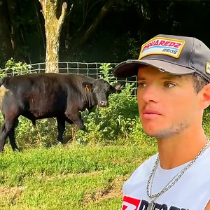 61K views · 498 reactions | Steve The Bull: Friend Or Foe? 樂 | Whistlindiesel | Facebook