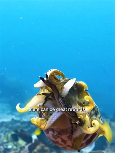 Cuttlefish | Nature Lens