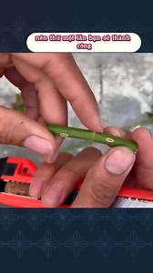 8.8K views · 55 reactions | Giâm Hoa Hồng đơn giản tại nhà. Chúc cả nhà thành công nha. | Nhà Vườn Thiệp Hường | Facebook