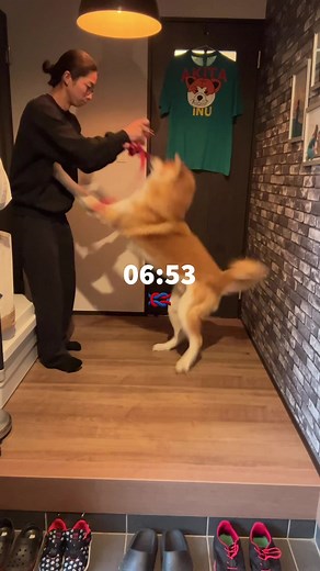 Akita Inu Vlog 012 — Vlogger in Akita, Japan