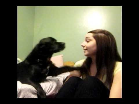My Dog Rapes Me....