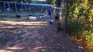 19 reactions | Han, Blawy, Lego, Chica, Google, Peggy, Willie, Duck, Thor, Tito y Suria | Centro canino La Masia | Facebook