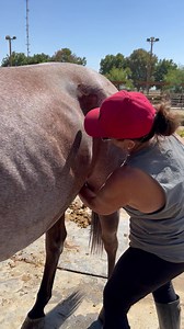 10K reactions · 136 shares | While LeAnn is busy sheath cleaning Red...